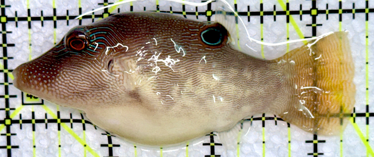 Sharpnose Toby Pufferfish STP072301 WYSIWYG Size: M 3.25"