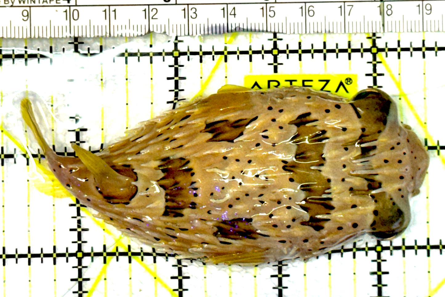 Long Spine Porcupine Pufferfish LSPP062601 WYSIWYG Size: M 4" approx