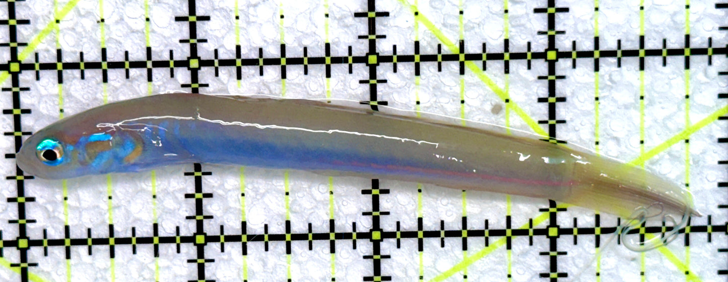 Filamented Hana Dartfish FHD072301 WYSIWYG Size: 4"