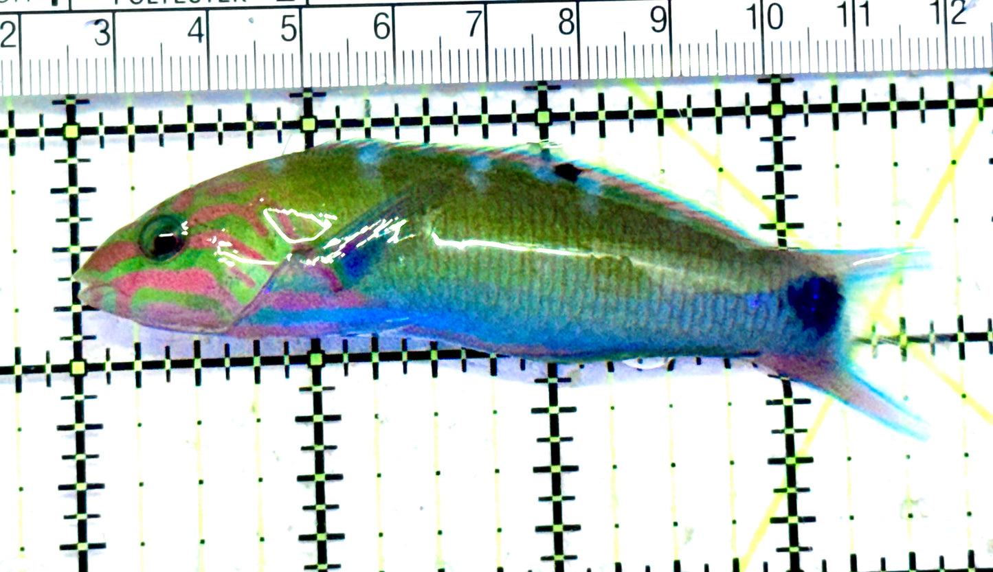 Lunare Wrasse LW070601 WYSIWYG Size: ML 3.5" approx