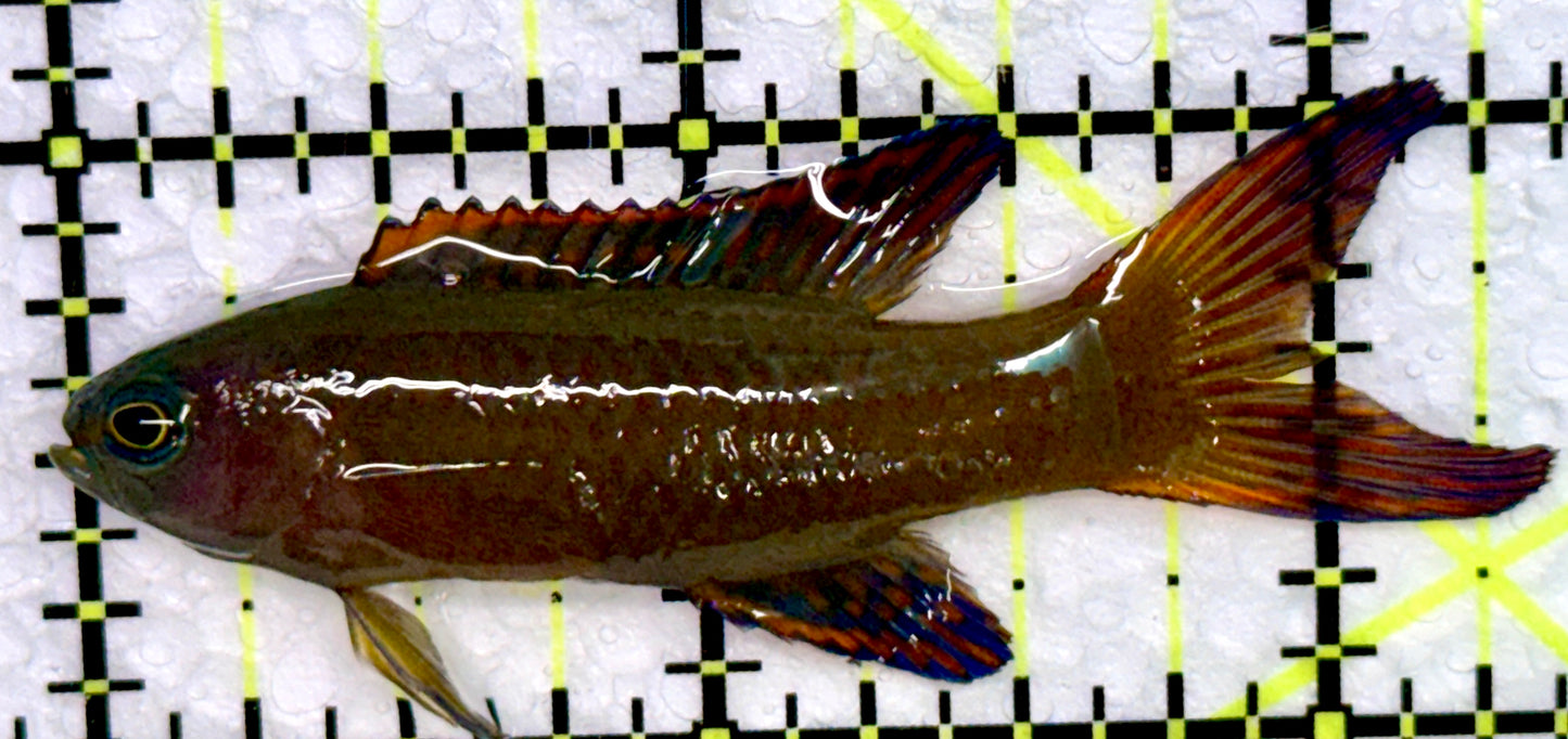 Randall's Assessor Basslet RAB072302 WYSIWYG Size: 2.5"