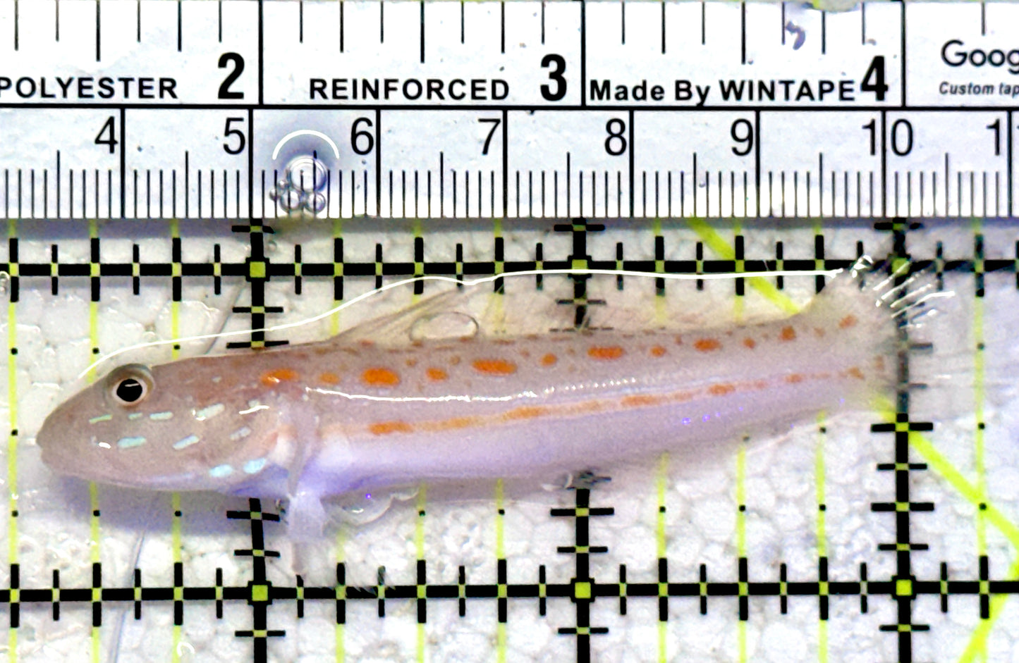 Diamond Watchman Goby DWG070603 WYSIWYG Size: M 3"