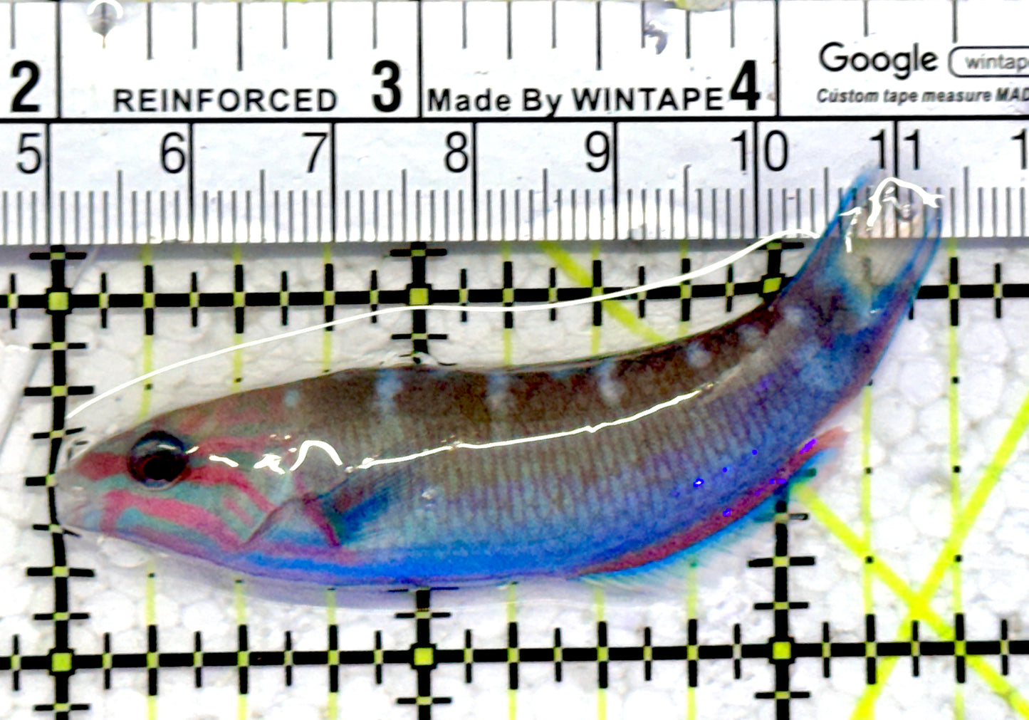 Lunare Wrasse LW070602 WYSIWYG Size: M 2.5"