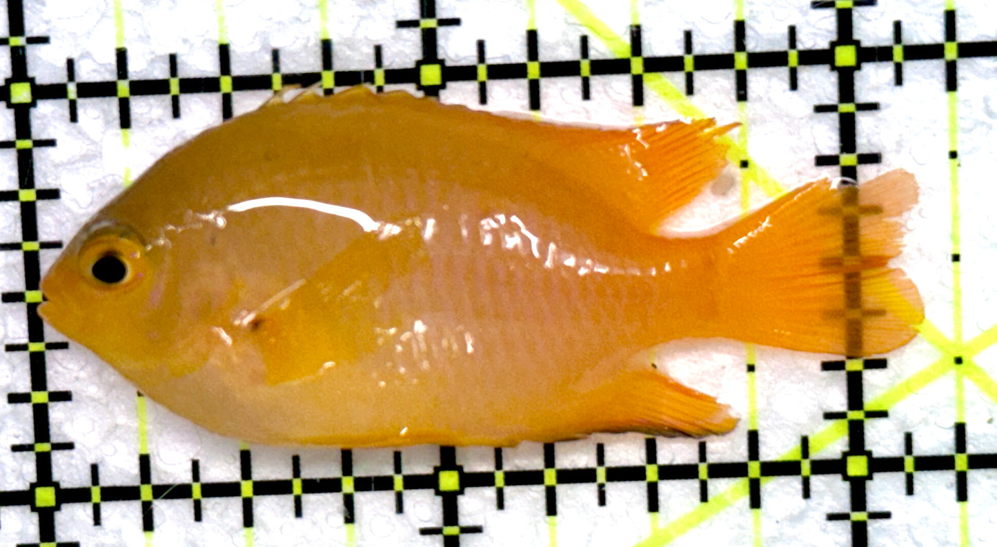 Lemon Damselfish LD072302 WYSIWYG Size: XL 2"
