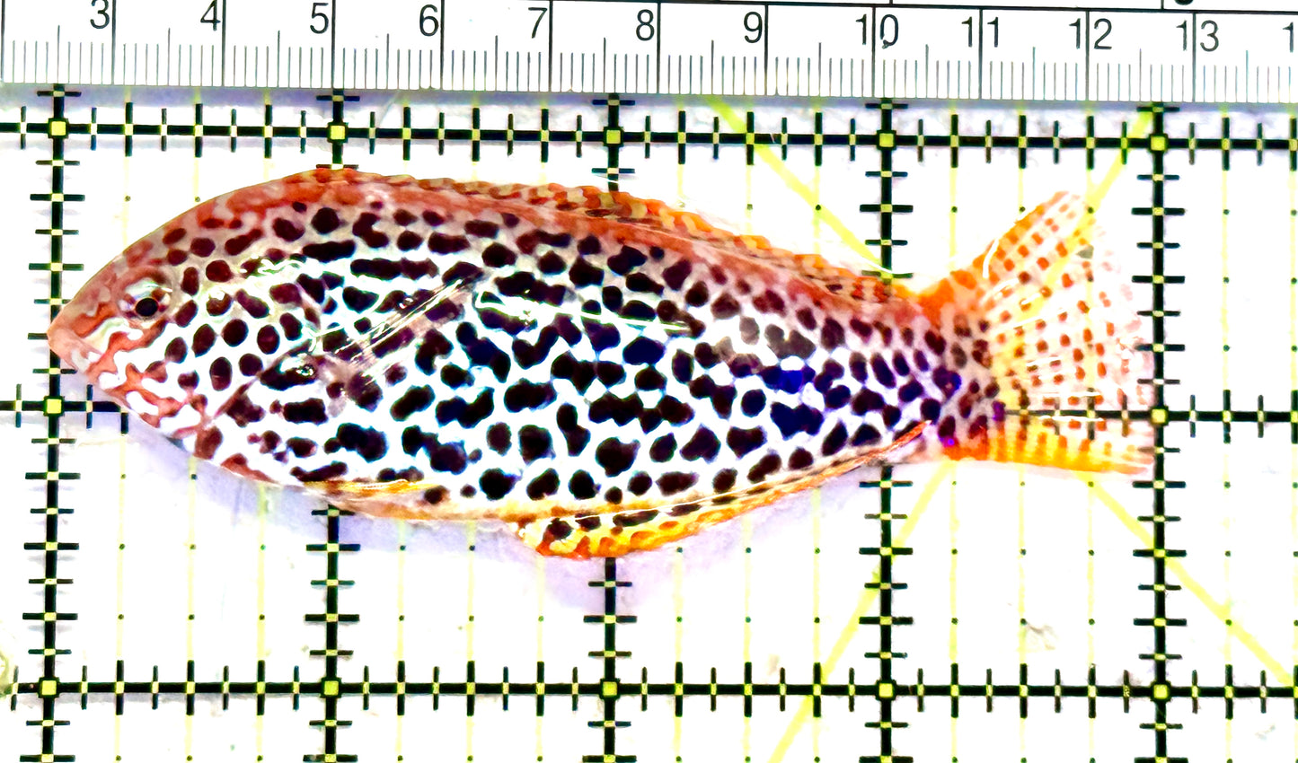 Meleagris Leopard Wrasse MLW070601 WYSIWYG Size: XL 4" approx