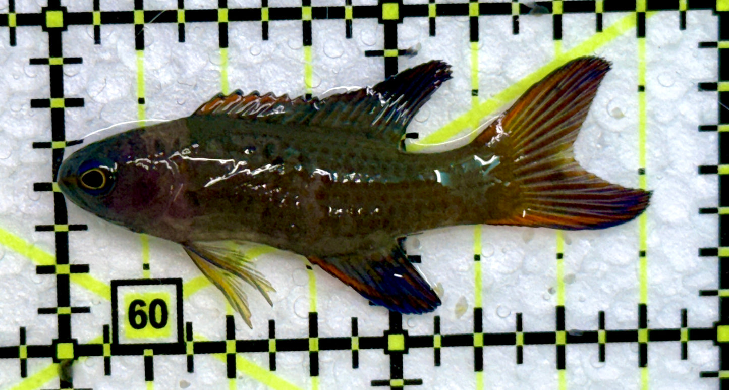 Randall's Assessor Basslet RAB072301 WYSIWYG Size: 2.75"