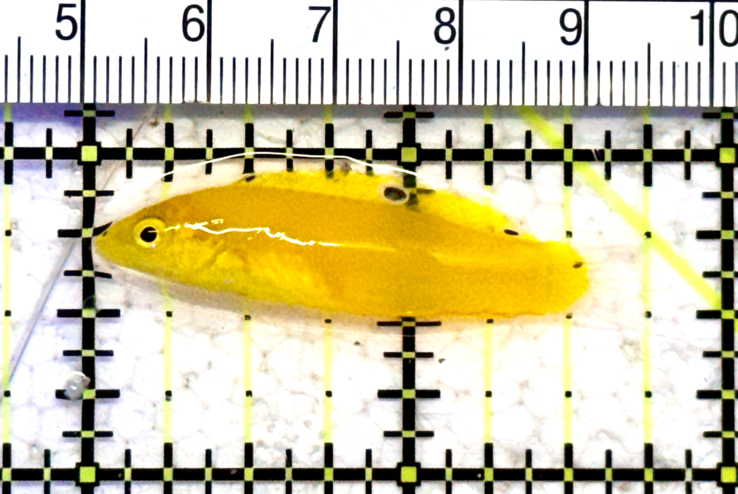 Yellow Coris Wrasse YCW070601 WYSIWYG Size: S 1.75" approx