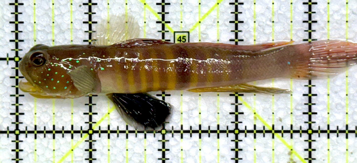 Bluespotted Watchman Goby BWG072301 WYSIWYG Size: L 4.75"
