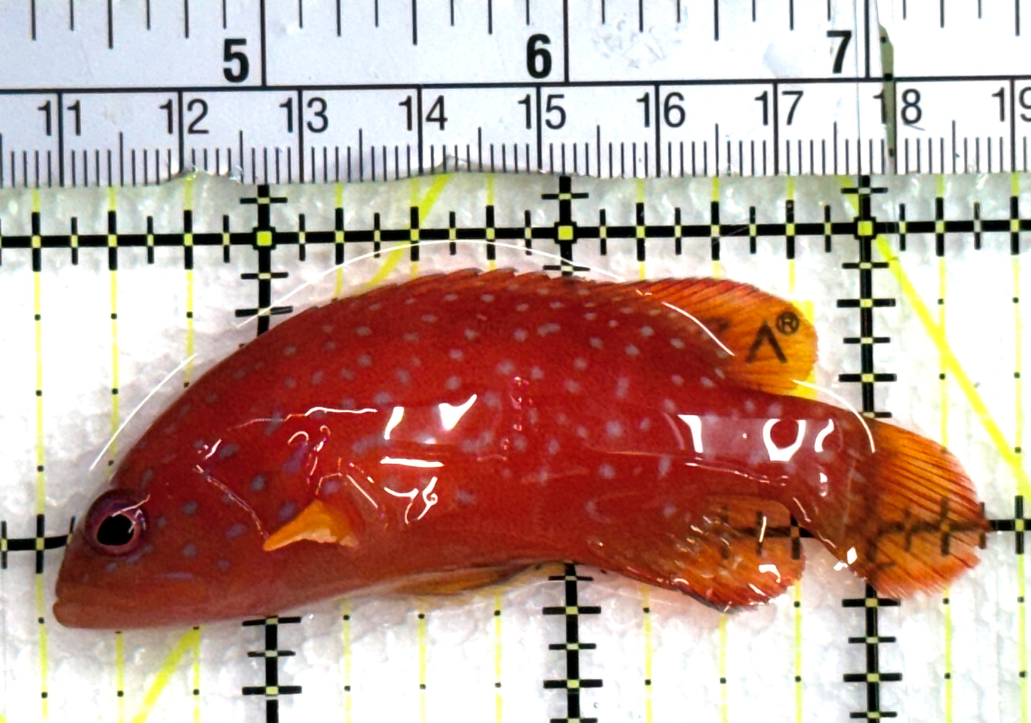 Miniatus Grouper MG062501 WYSIWYG Size: M 3.25"approx