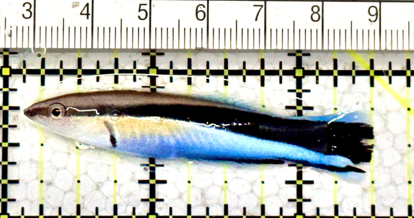 Blue Cleaner Wrasse BCW070601 WYSIWYG Size: XL 2.25" approx