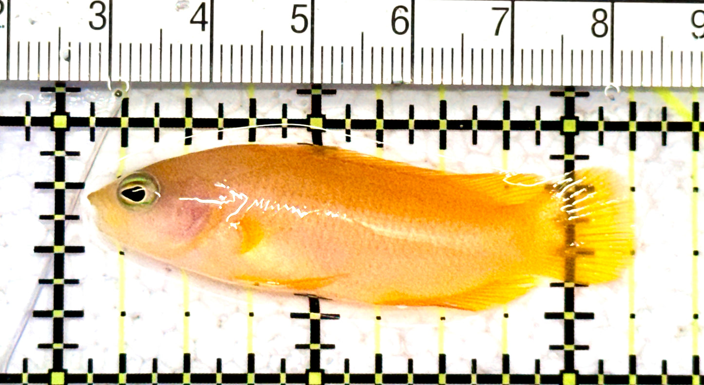 Golden Dottyback GD070601 WYSIWYG Size:M 2" approx