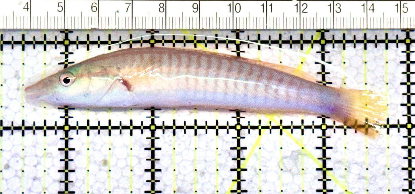 Red Ring Wrasse RRW070601 WYSIWYG Size: XL 4.25" Juv approx