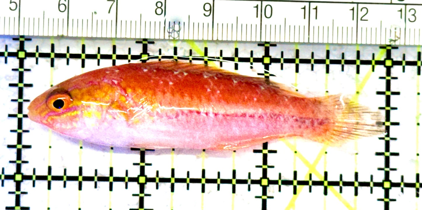 Pintail Fairy Wrasse PFW070601 WYSIWYG Size: XL 3" approx