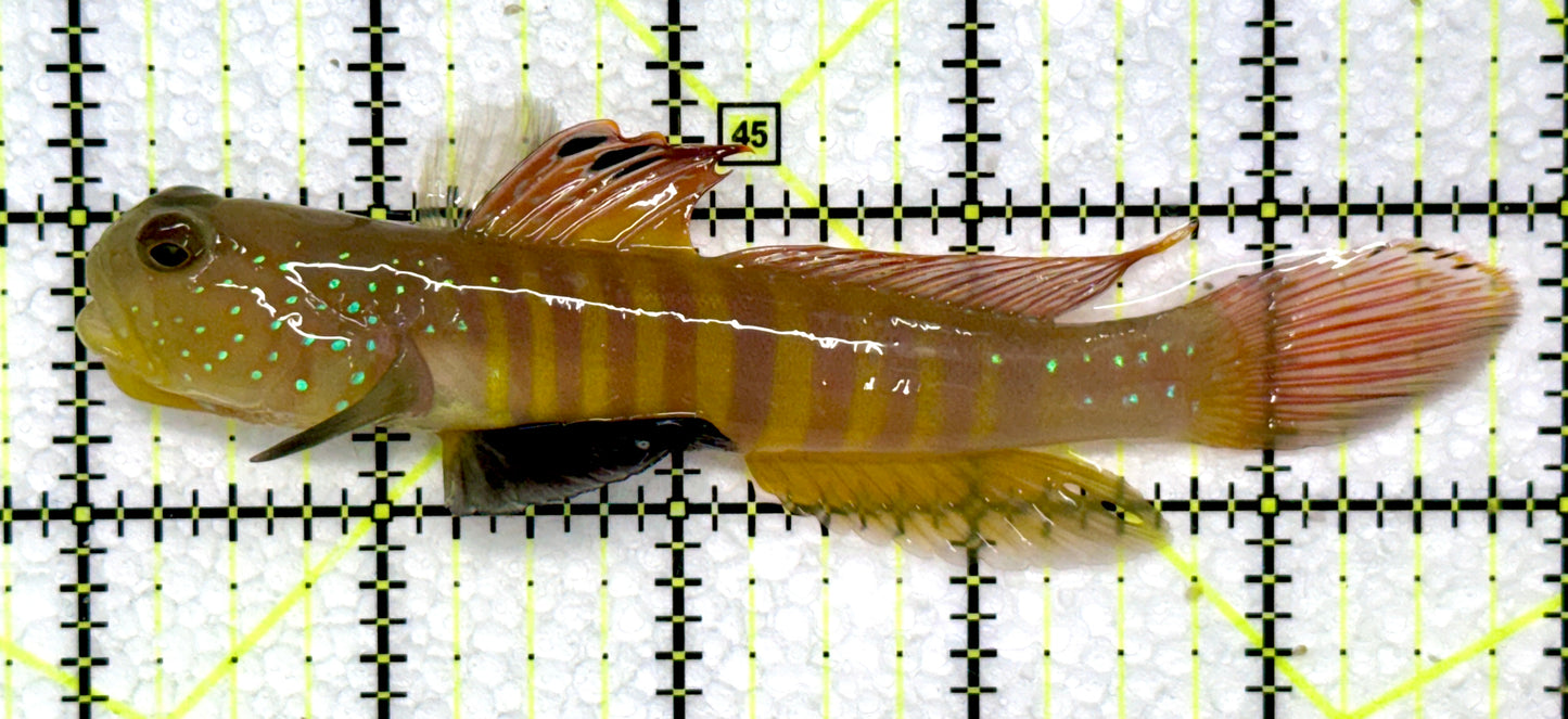 Bluespotted Watchman Goby BWG072302 WYSIWYG Size: L 5"