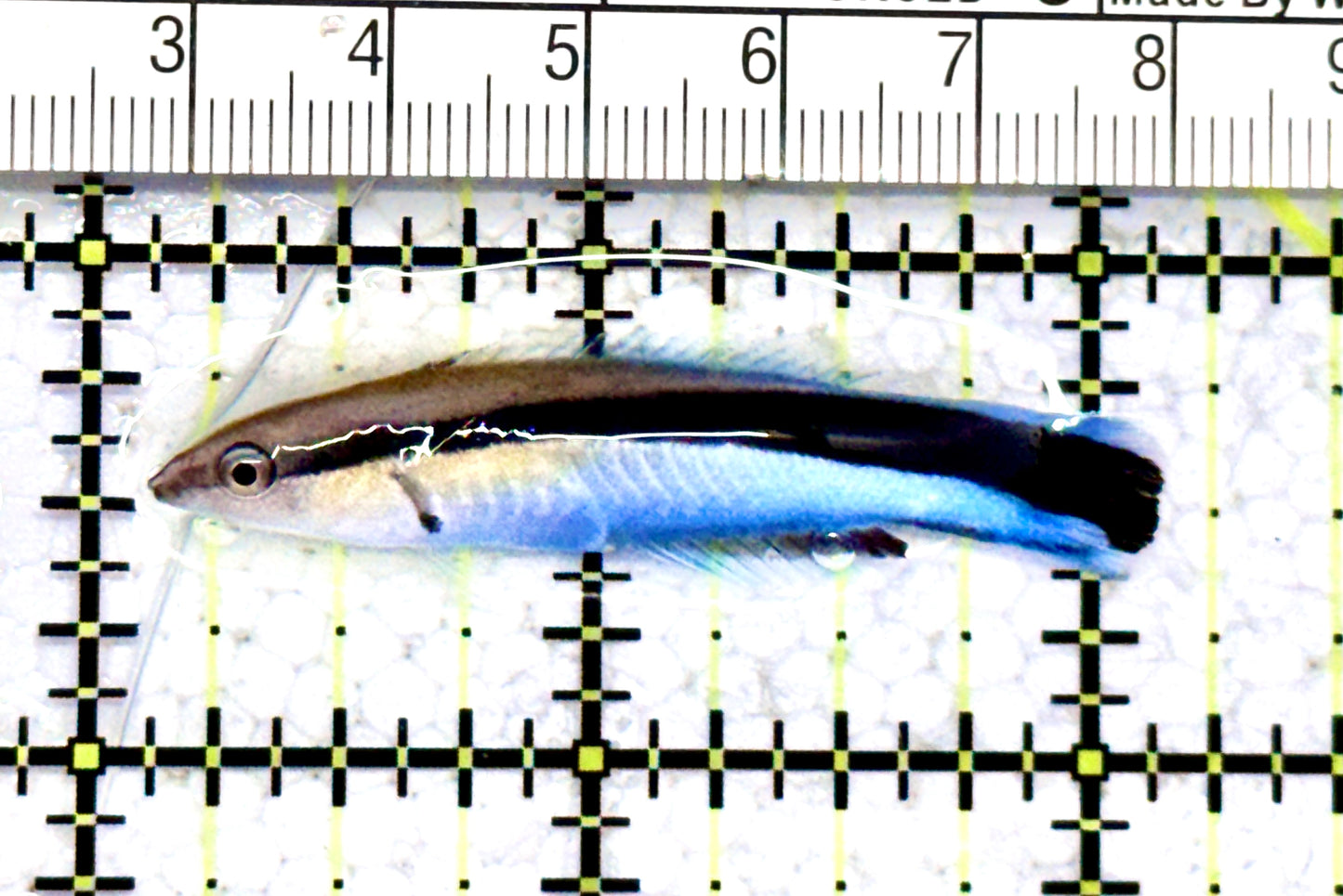 Blue Cleaner Wrasse BCW070602 WYSIWYG Size: XL 2"approx