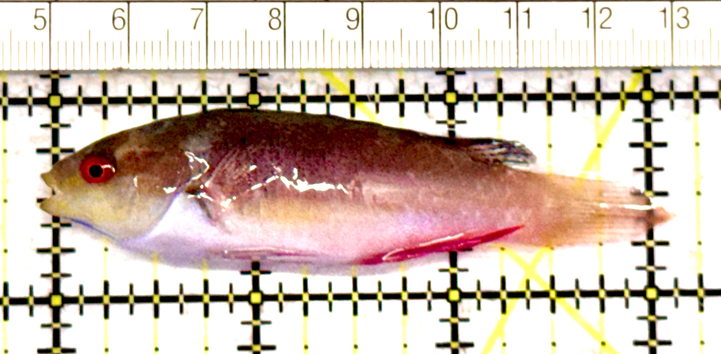 Scott's Fairy Wrasse SFW070602 WYSIWYG Size: ML 3" approx