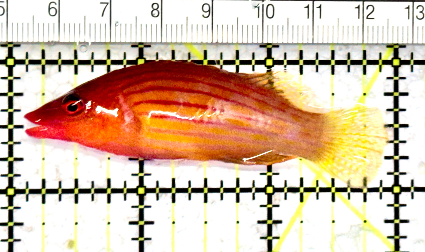 Eightline Wrasse EW070601 WYSIWYG Size: XL 3" approx