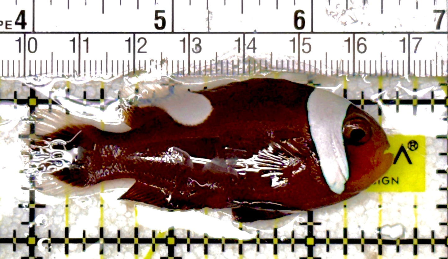 Red Saddleback Clownfish RSC051802 WYSIWYG Size: ML 2.5" approx