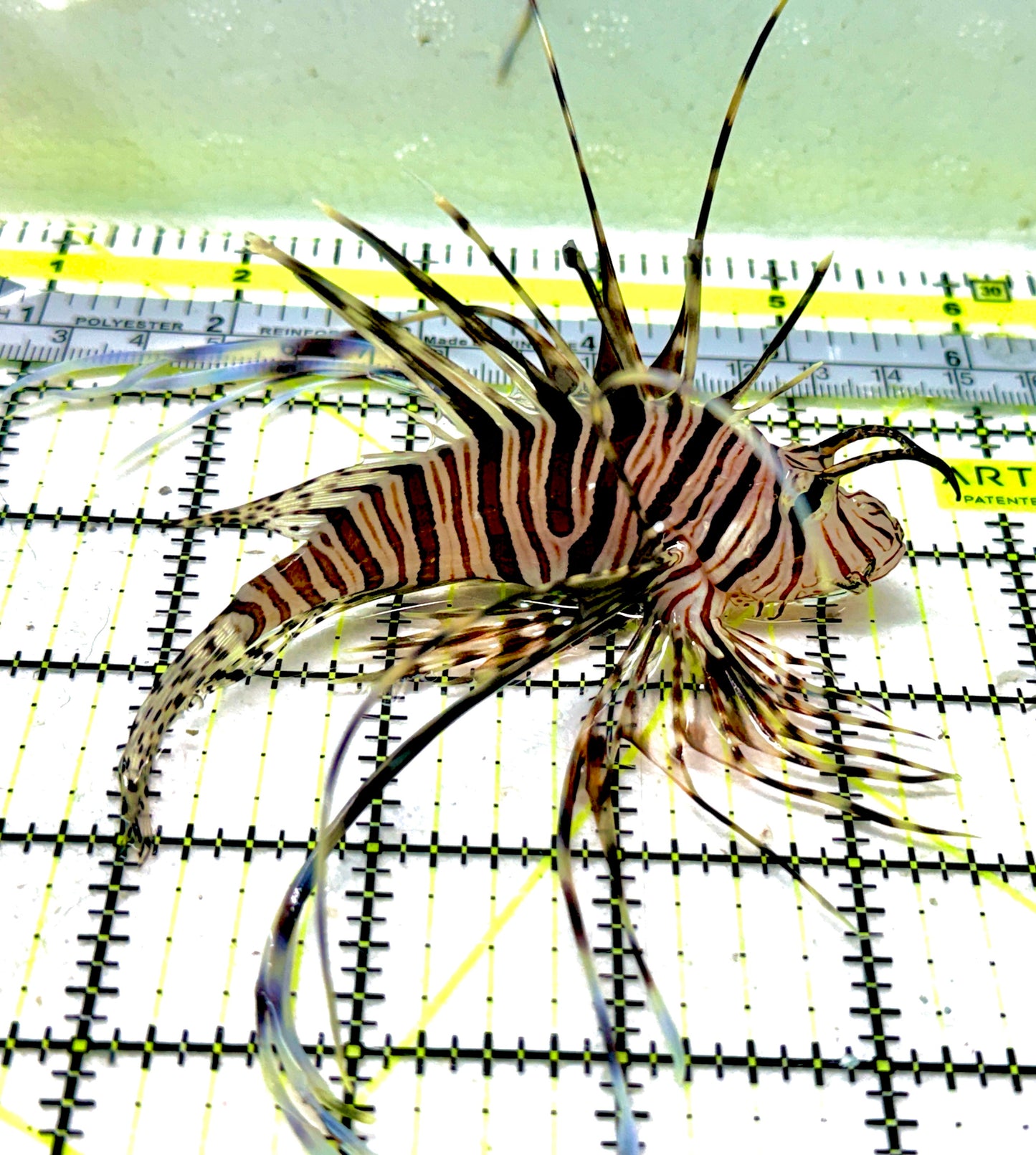 Red Volitan Lionfish RVL051801 WYSIWYG Size: ML 4.5" approx
