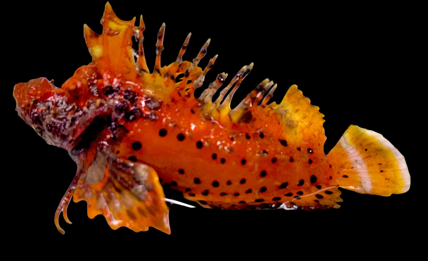 Red Orange Sea Goblin (Rare and Unique) ROSG051901 WYSIWYG Size: L 4"approx