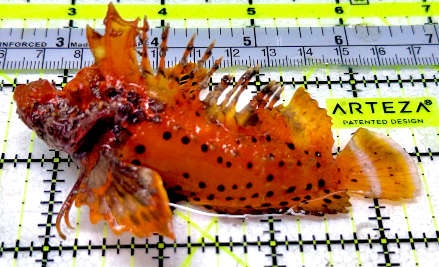 Rare Sea Goblin Size: L 4" to 5"