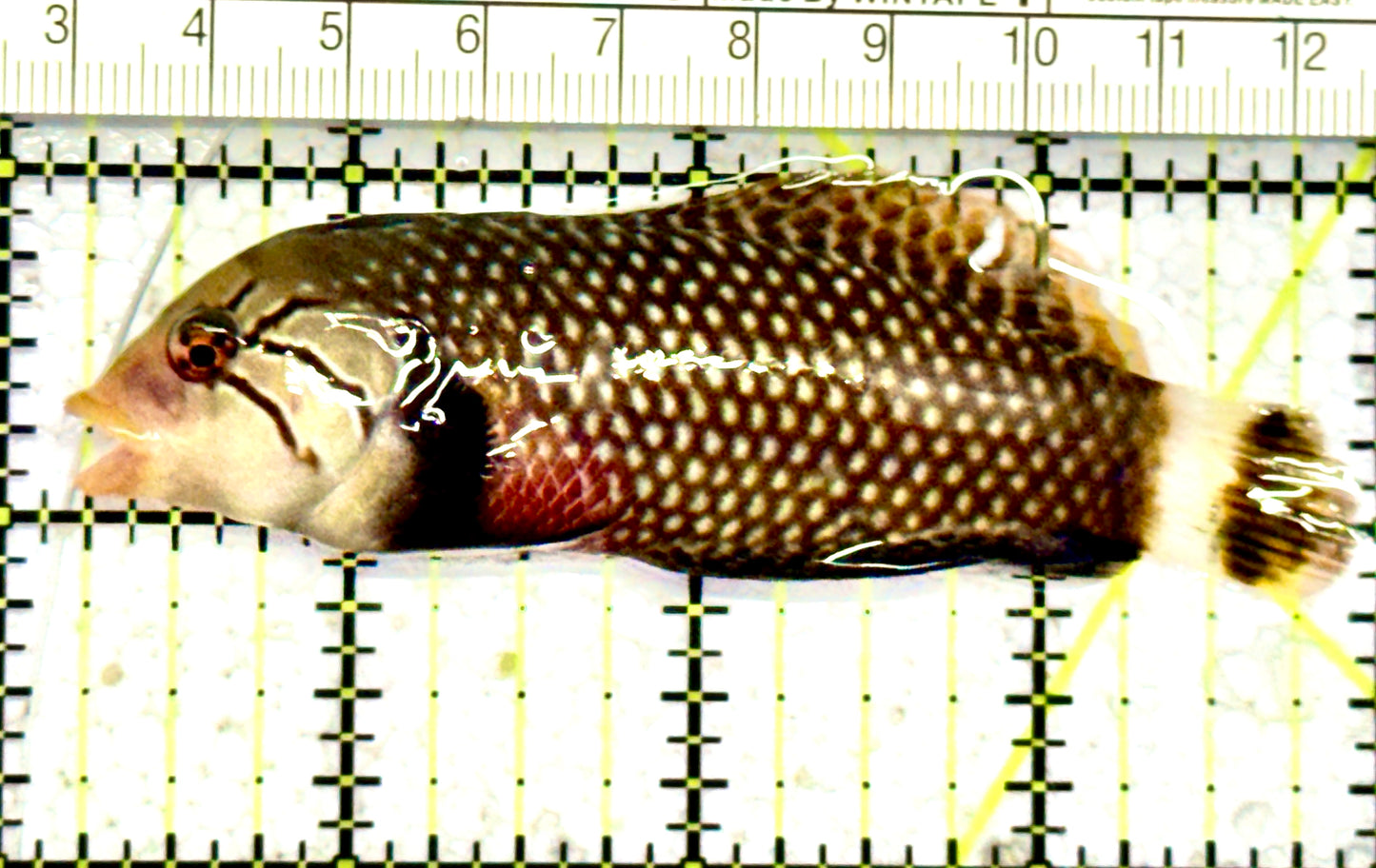 Dragon Wrasse DW070601 WYSIWYG Size: ML 3.75" approx