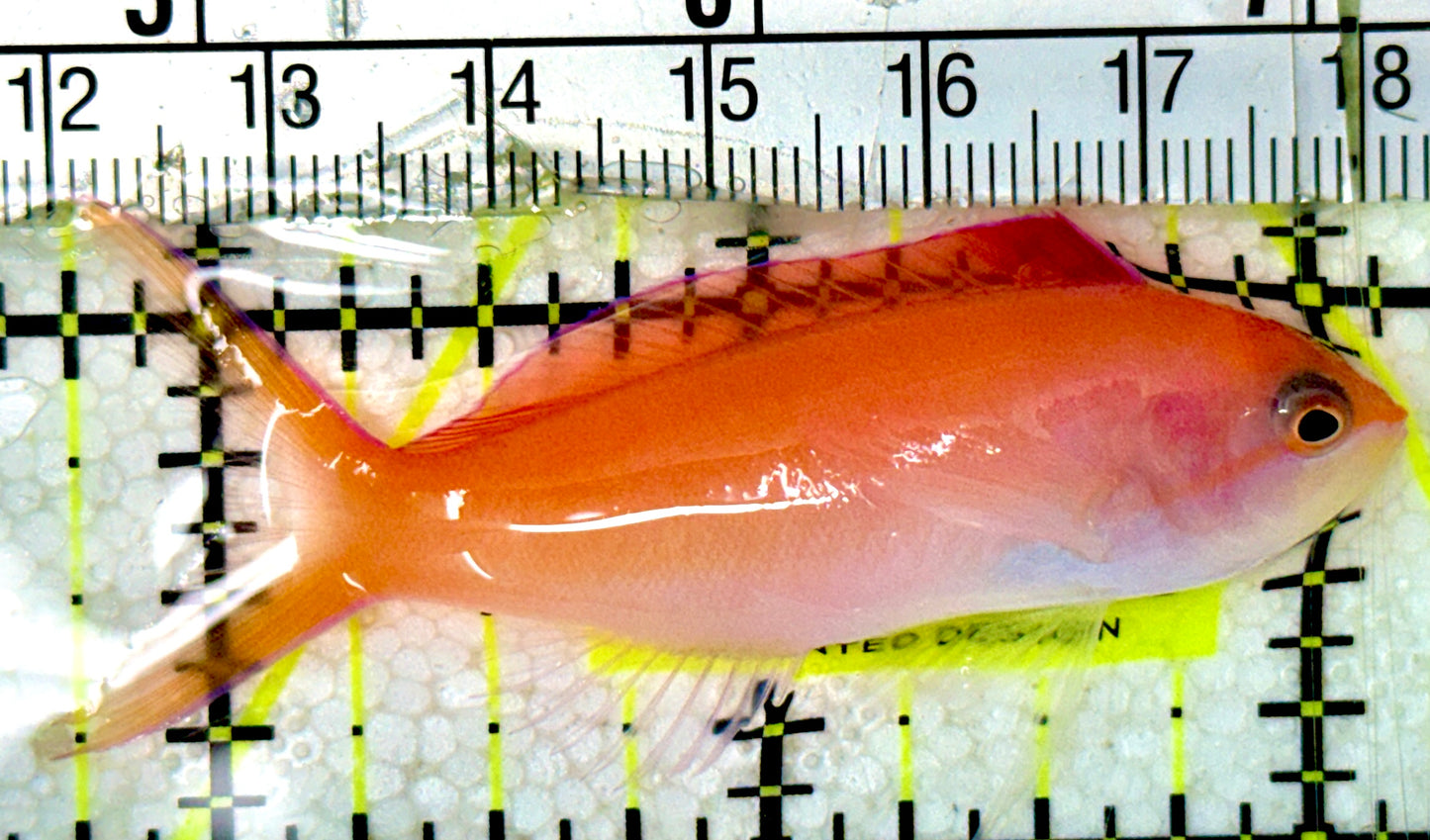 Dispar Anthias DA051801 WYSIWYG Size: L 2.5" approx