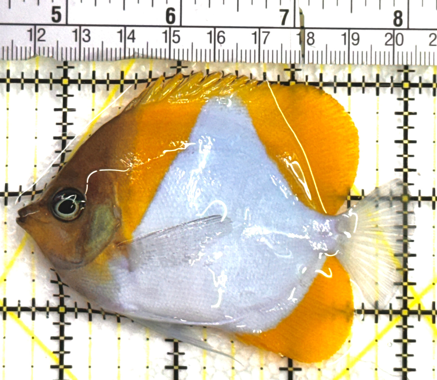 Pyramid Diamond Butterflyfish PDB062501 WYSIWYG Size: M 3.25" approx
