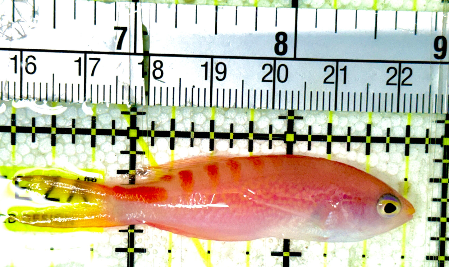 Red Saddled Anthias RSA051901 WYSWYG Size: M 2.5" approx