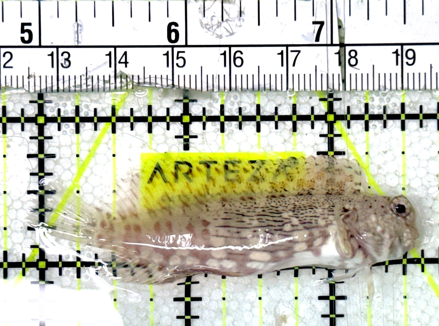 Lawnmower Blenny LB051901 WYSIWYG Size: XL 2.5"