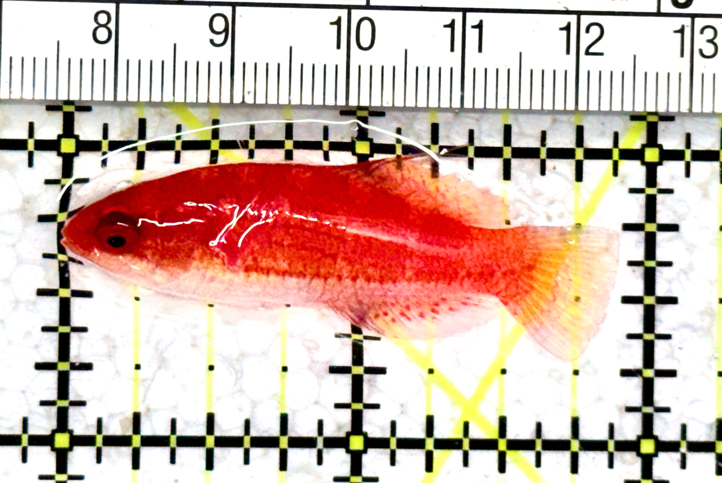 Carpenter's Flasher Wrasse CFW070601 WYSIWYG Size: L 2" approx