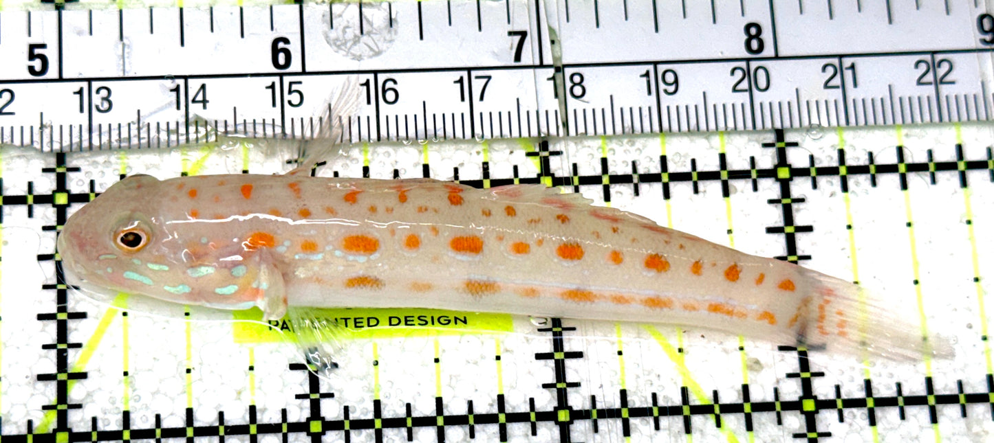 Diamond Watchman Goby DWG051901 WYSIWYG Size: L 3.75"