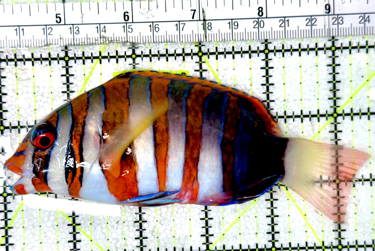Harlequin Tuskfish HT051801 WYSIWYG Size: XL 5.5"
