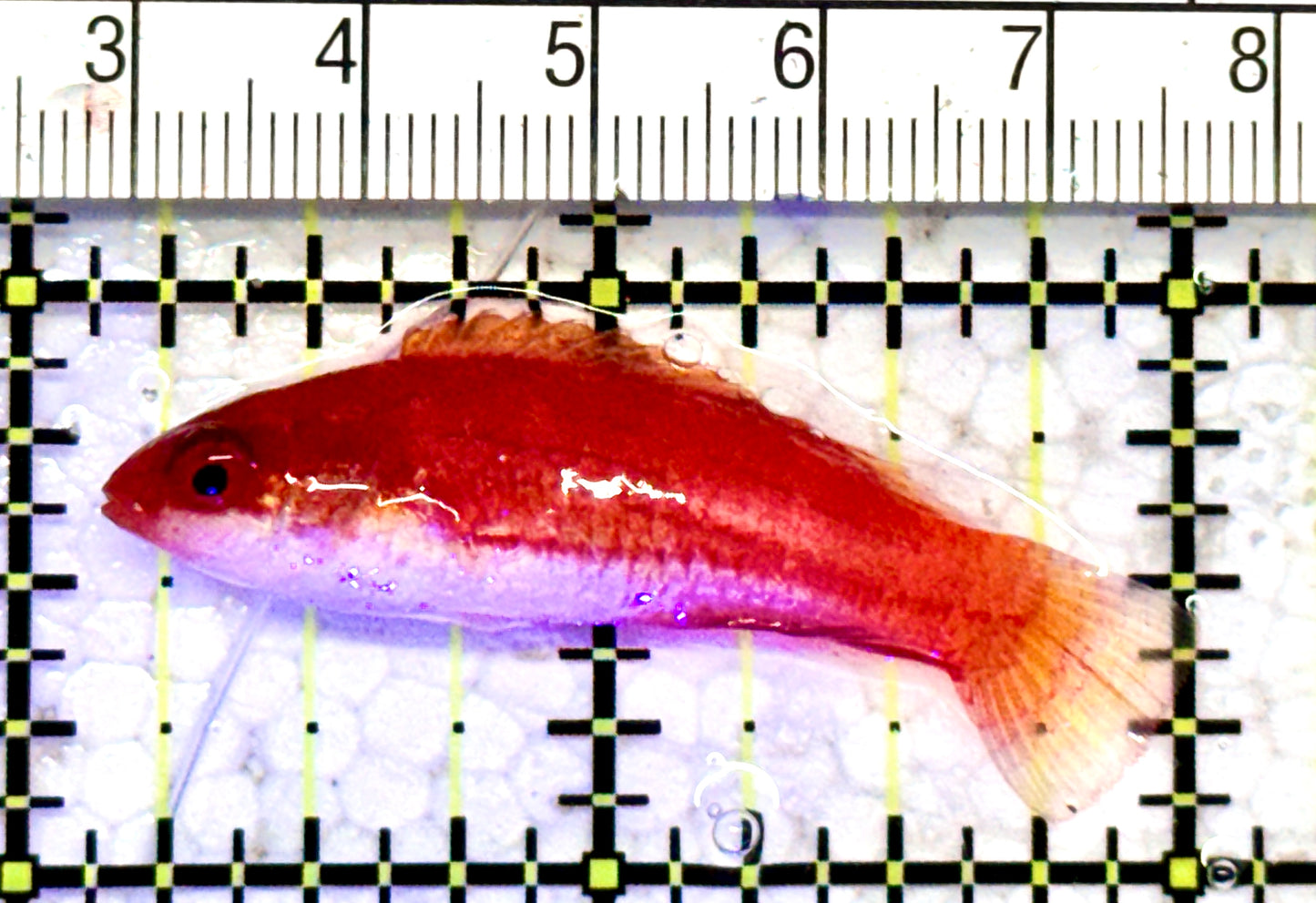Carpenter's Flasher Wrasse CFW070602 WYSIWYG Size: L 2" approx