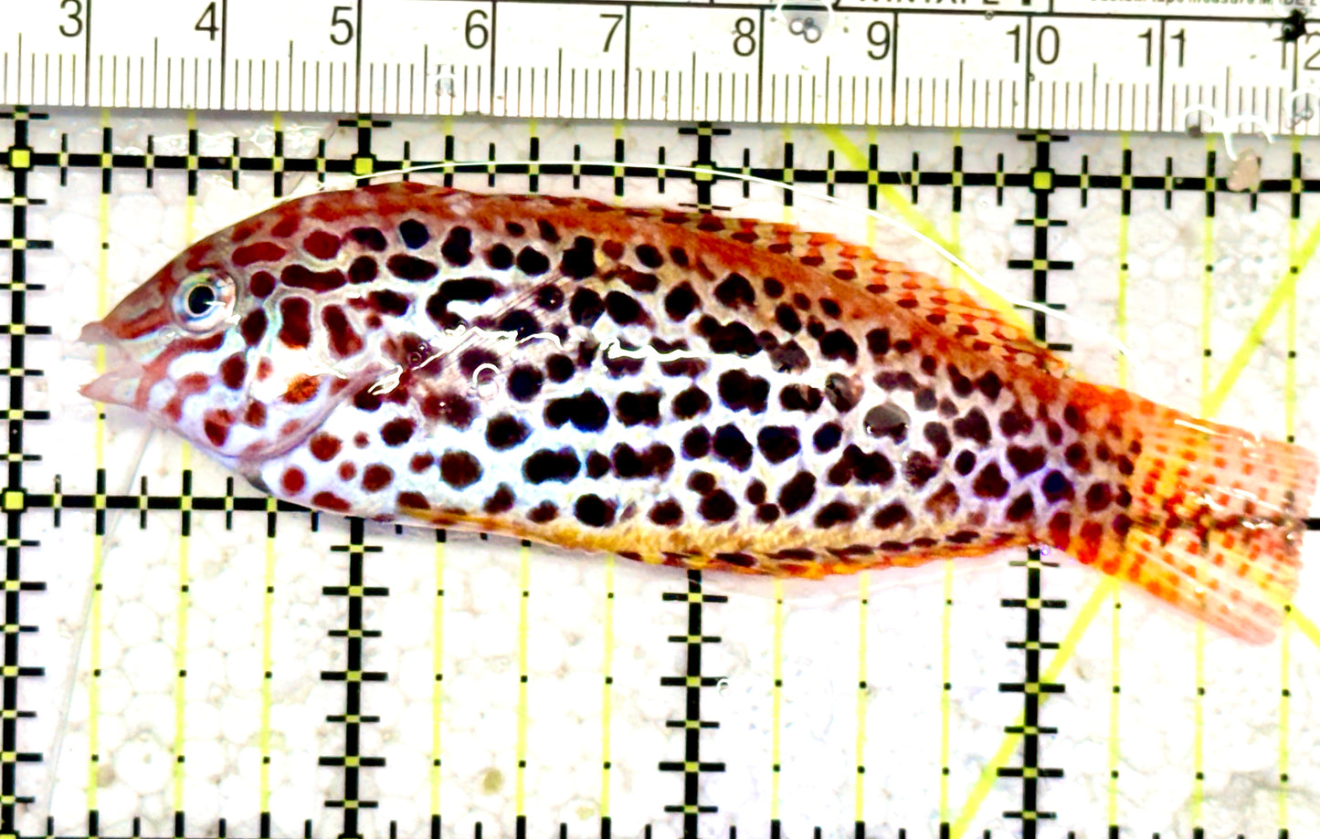 Meleagris Leopard Wrasse MLW070604 WYSIWYG Size: XL 3.5" approx