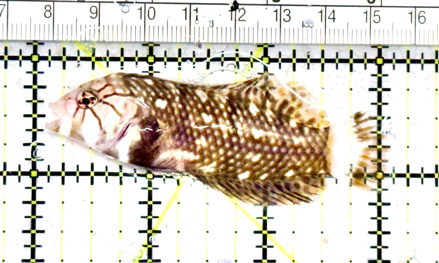 Dragon Wrasse DW070602 WYSIWYG Size: ML 3" approx