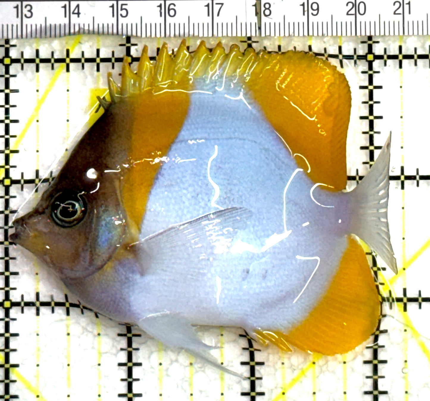 Pyramid Diamond Butterflyfish PDB062503 WYSIWYG Size: M 3.25" approx
