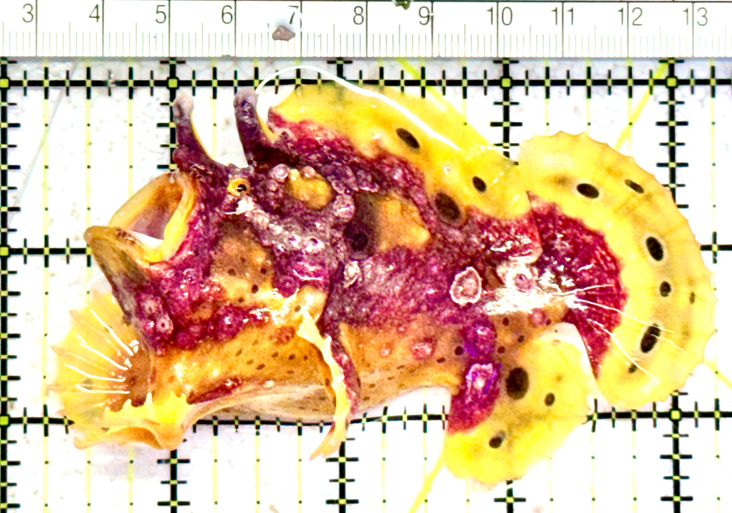 Yellow Pink Warty Angler YPWA070601 WYSIWYG Size: L 4" approx