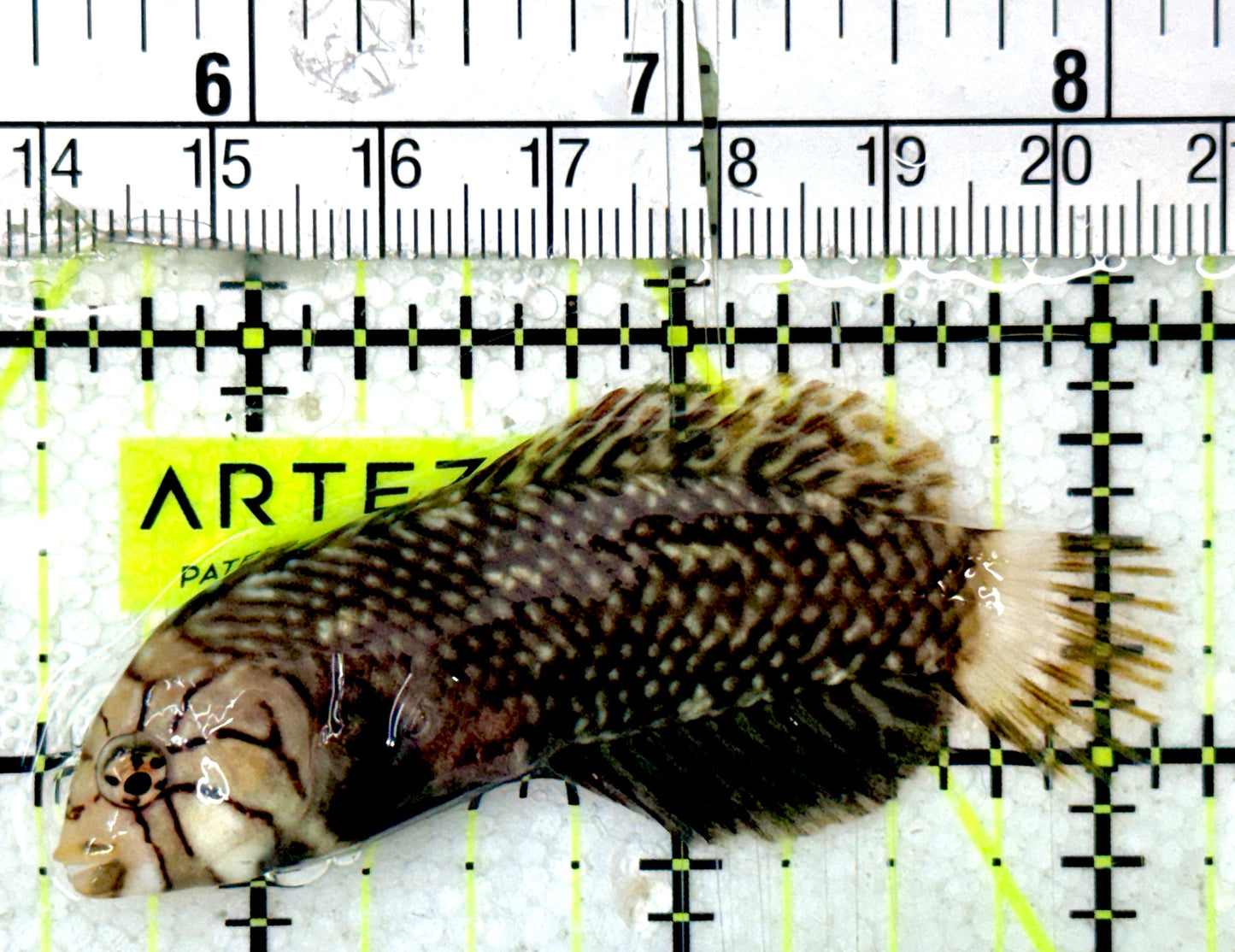 Dragon Wrasse DW051801 WYSIWYG Size: M 2.75"