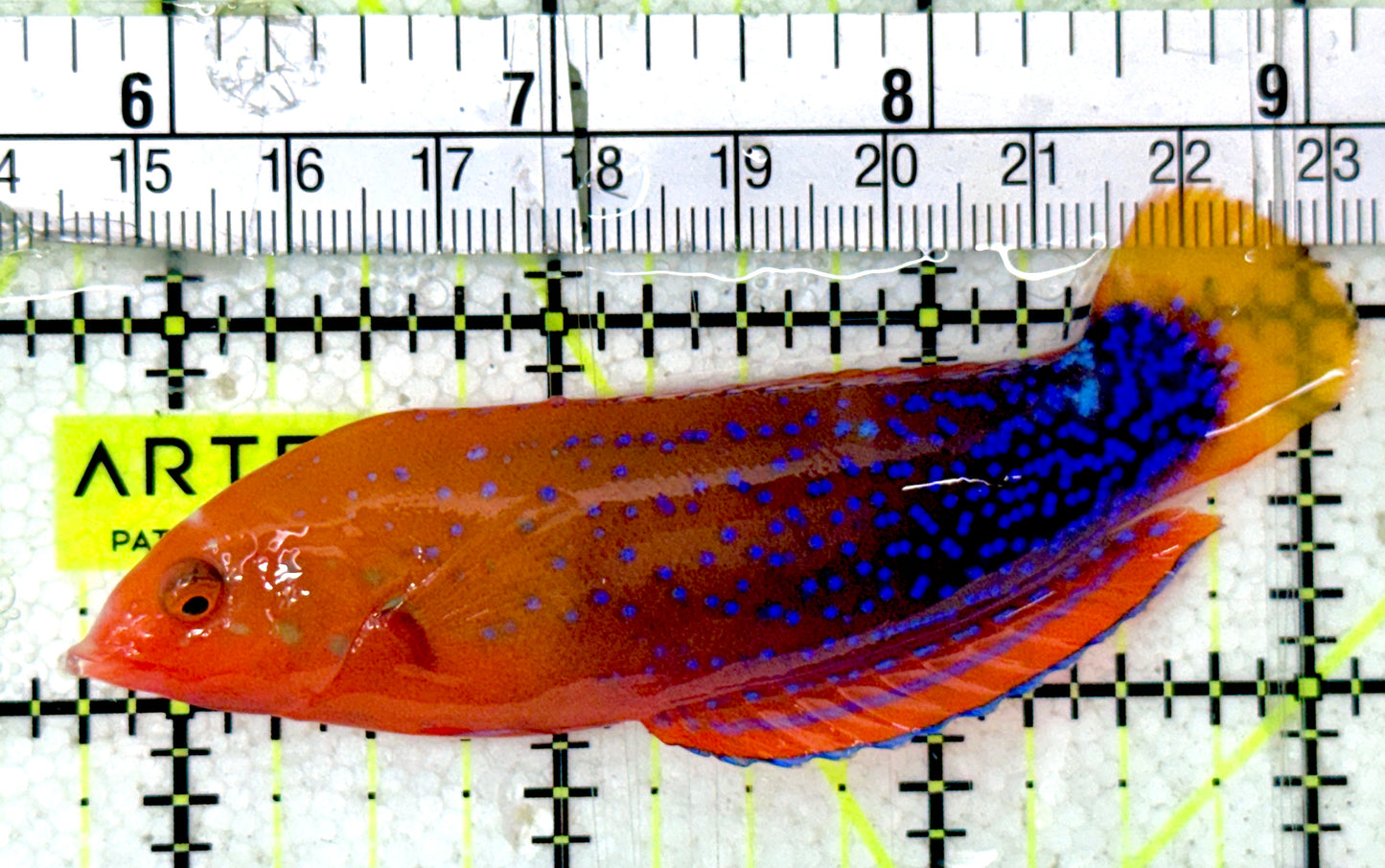 African Red Clown Coris Wrasse Adult Size: M 4" to 5"