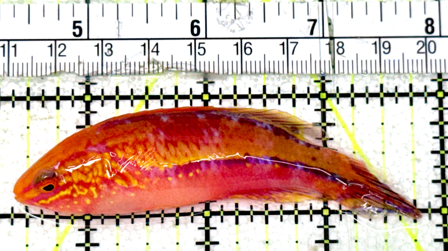 Pintail Fairy Wrasse PFW051801 WYSIWYG Size: XL 2.75" - Violet Aquarium