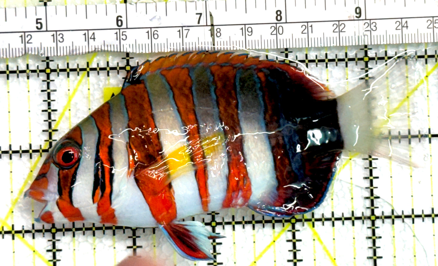 Harlequin Tuskfish HT062601 WYSIWYG Size: L 5" approx