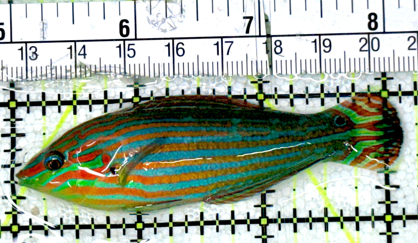 Melanurus Wrasse MW051801 WYSIWYG Size: L 3"