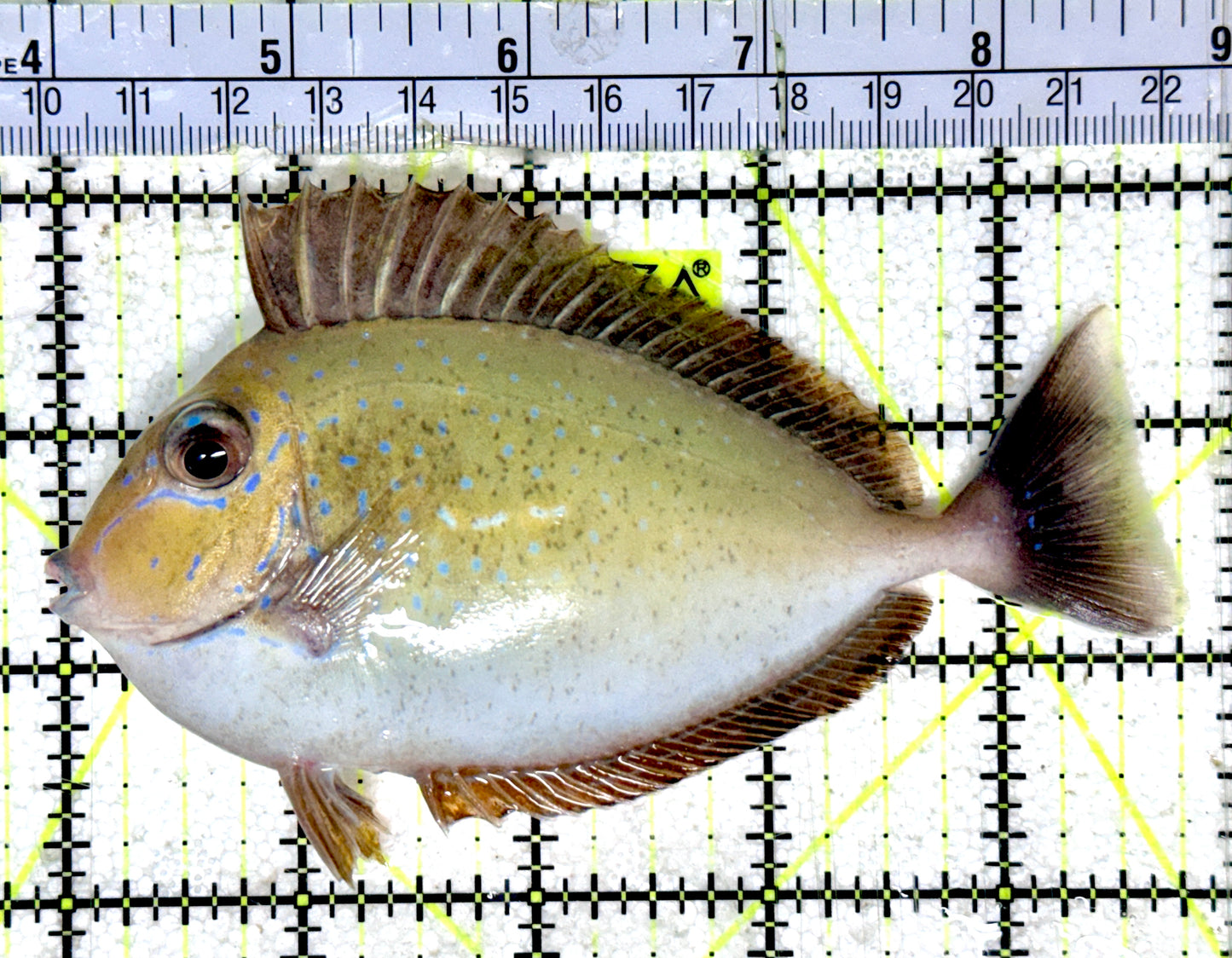 Vlamingi Unicorn Tang VUT051801 WYSIWYG Size: L 4.75"