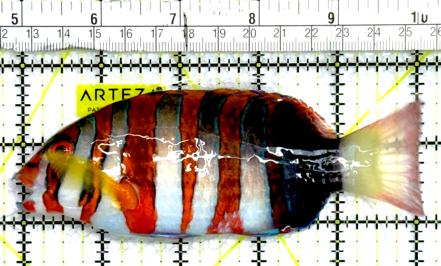 Harlequin Tuskfish HT062603 WYSIWYG Size: L 5" approx