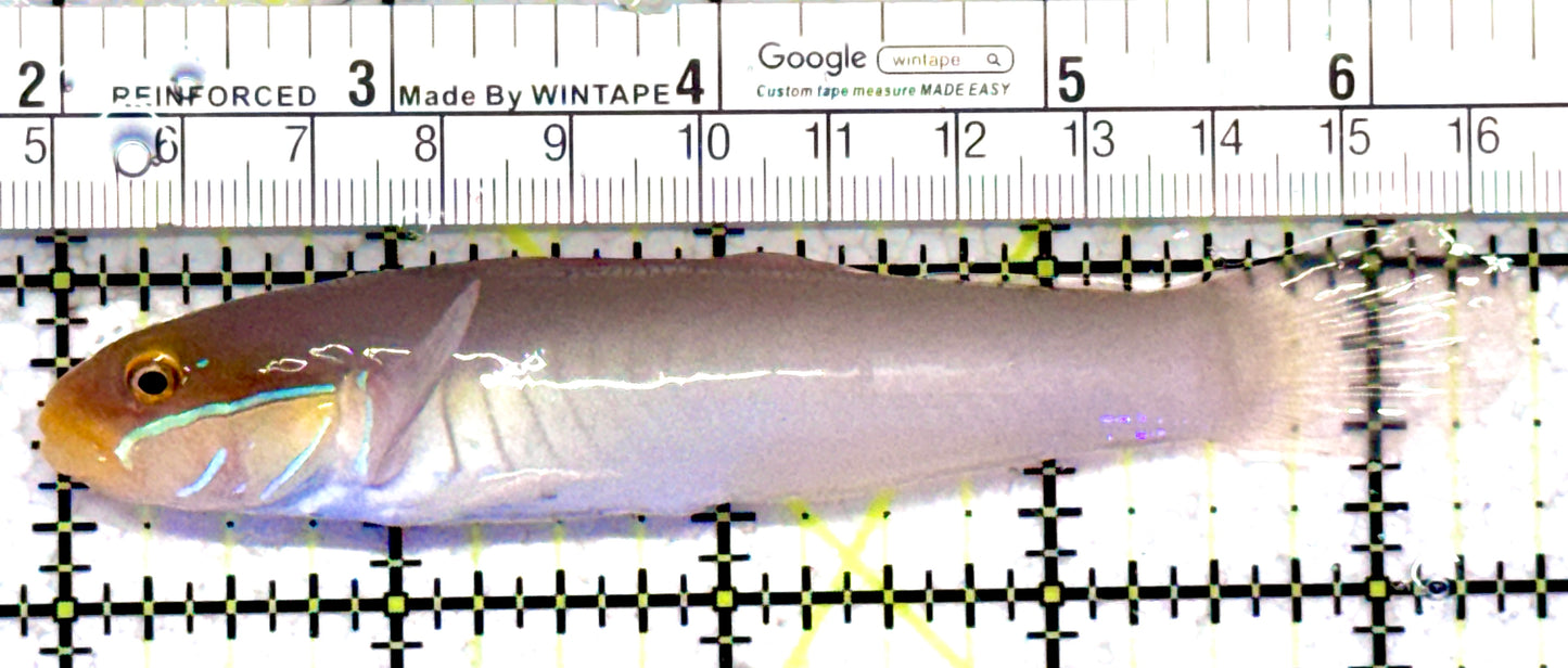 Golden Head Sleeper Goby GHSG070601 WYSIWYG Size: XL 4.5"