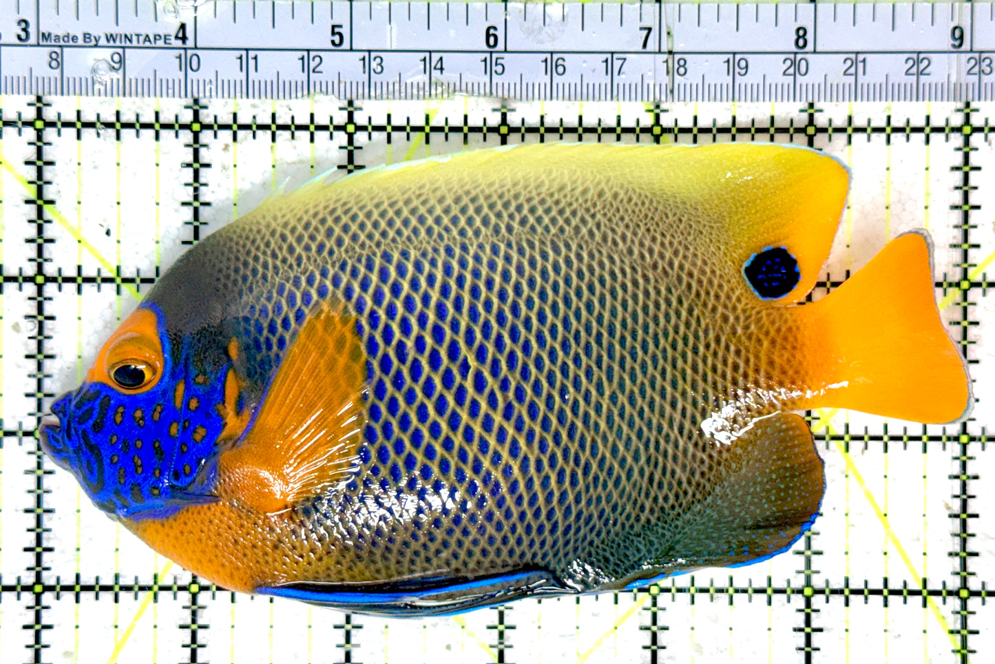 Blueface Angelfish Adult (Sumatra Vibrant Colors) BAA051801 WYSIWYG Size: XL 6"