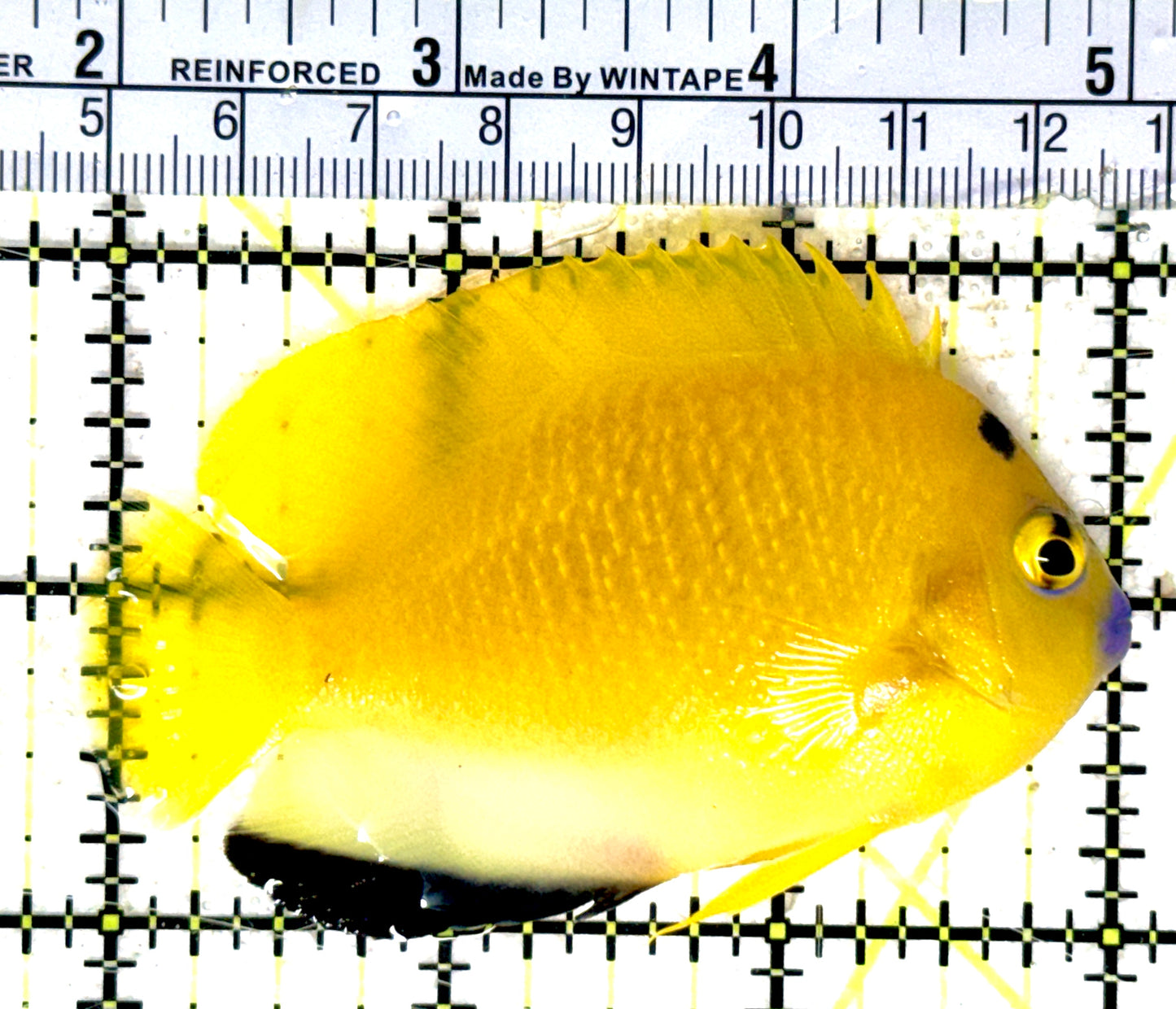 Flagfin Angelfish FA051801 WYSIWYG Size: M 3.25" approx