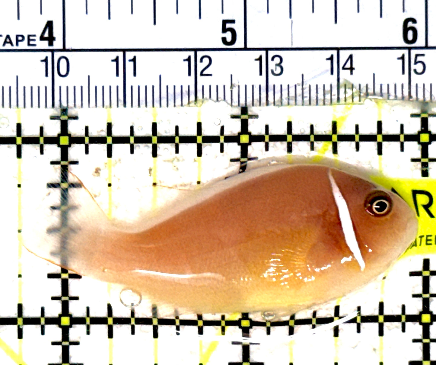 Pink Skunk Clownfish PSC051801 WYSIWYG Size: M 2.25" approx