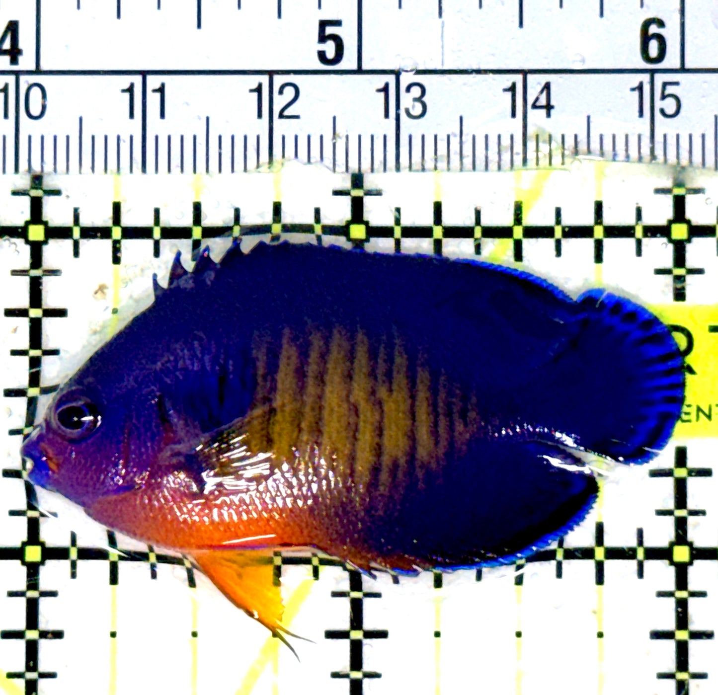 Coral Beauty Angelfish CBA051801 WYSIWYG Size: M 2" approx
